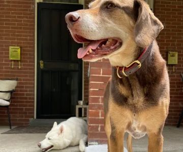 Denver Dog Co.