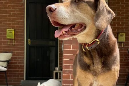 Denver Dog Co.