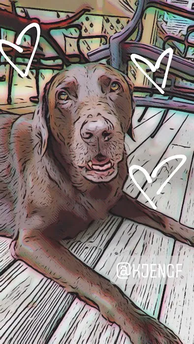 Denver Dog Co. 12