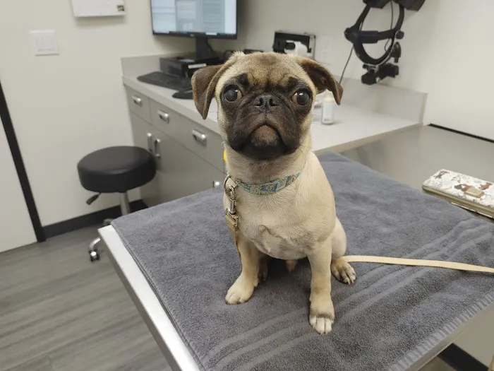 Veterinary Eye Clinic Alhambra 6