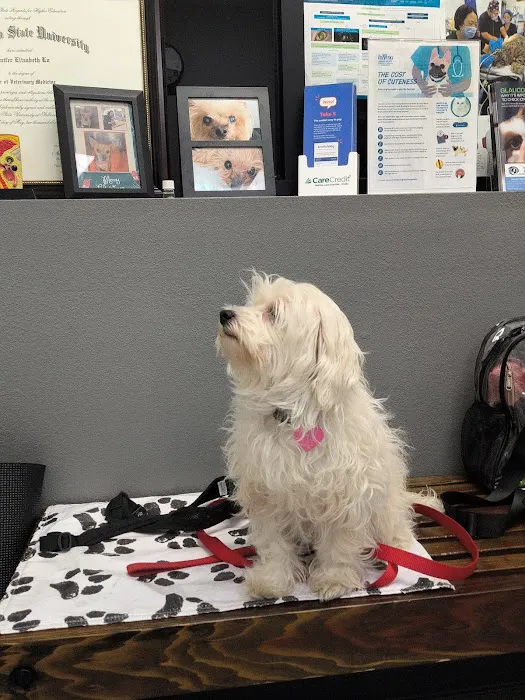 Veterinary Eye Clinic Alhambra 4