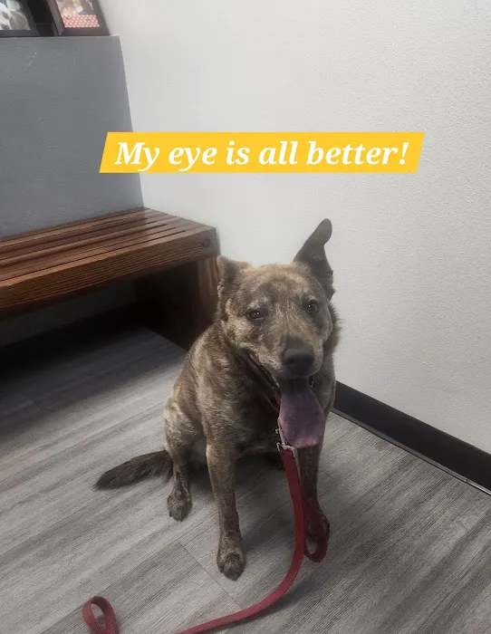 Veterinary Eye Clinic Alhambra 9