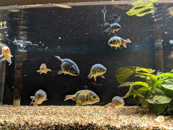 Fish Den Inc. 12