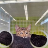 Petco ico