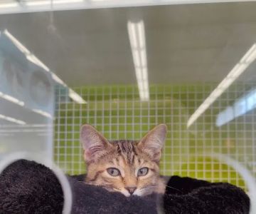 Petco