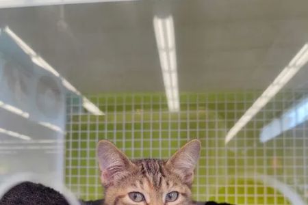 Petco