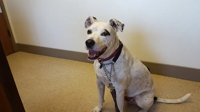 VCA Snohomish Animal Hospital 3