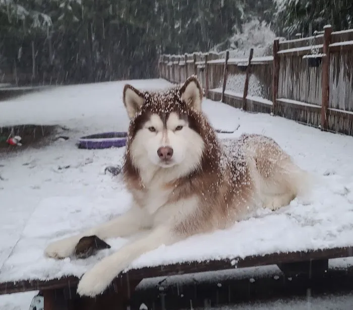 VCA Snohomish Animal Hospital 1