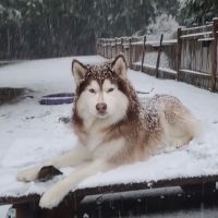 VCA Snohomish Animal Hospital ico