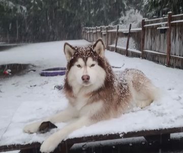 VCA Snohomish Animal Hospital