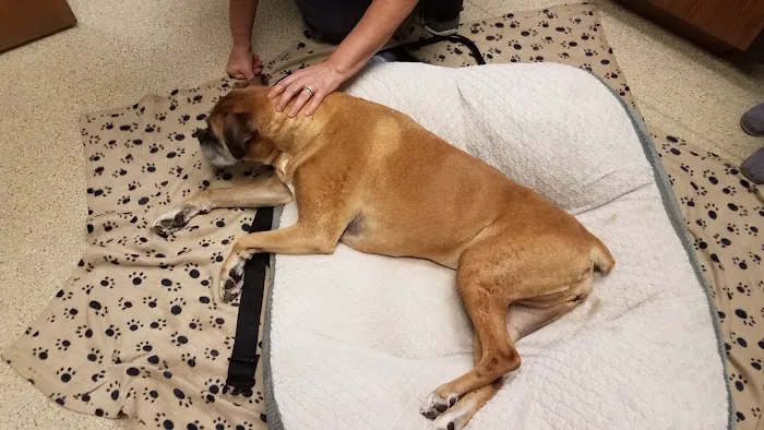 VCA Snohomish Animal Hospital 8