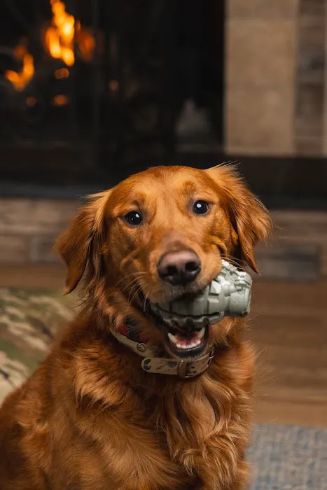 The Naughty Dog 12
