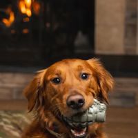 The Naughty Dog ico