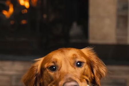 The Naughty Dog