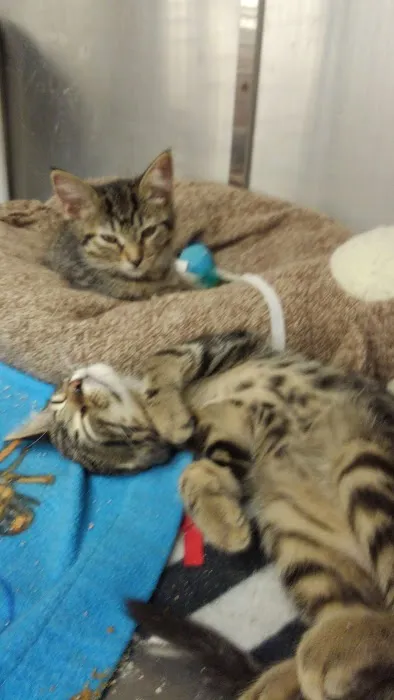 Petco 2
