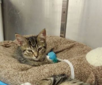 Petco