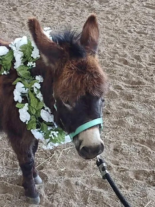 Pilchuck Veterinary Hospital - Small Animal 1