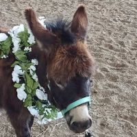 Pilchuck Veterinary Hospital - Small Animal ico