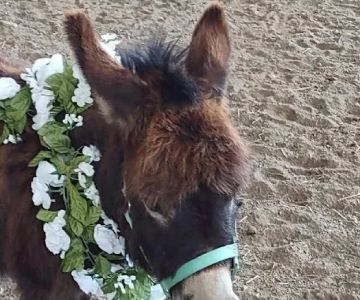 Pilchuck Veterinary Hospital - Small Animal