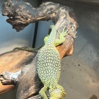 Terrarium Station ico