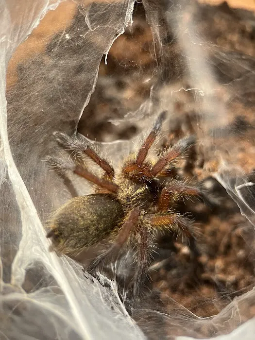 Exotic Arachnids 12
