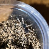 Exotic Arachnids ico