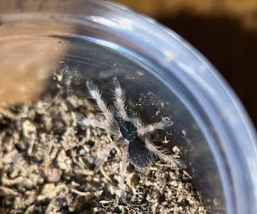 Exotic Arachnids