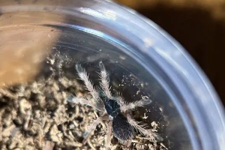 Exotic Arachnids