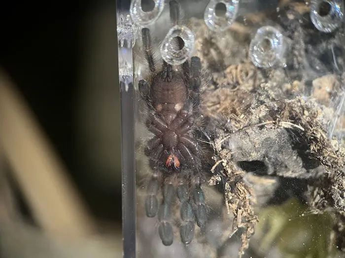 Exotic Arachnids 12