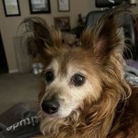 Snohomish Station Animal Hospital ico