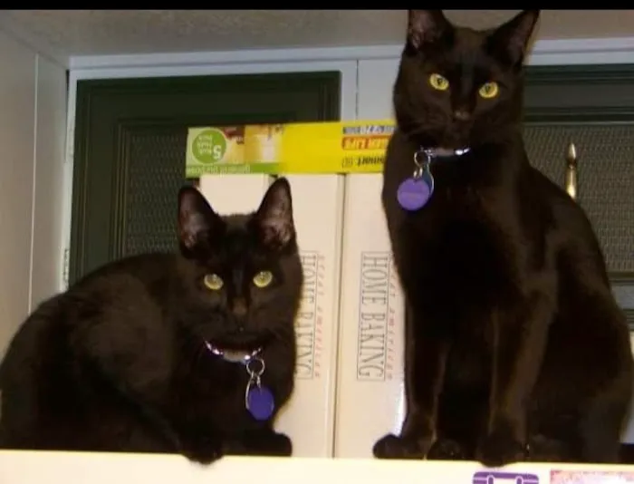 Evergreen Holistic Veterinary Care 10