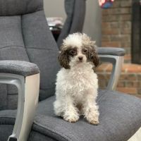 Evergreen Holistic Veterinary Care ico