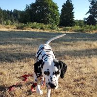 Dr. Brad Evergreen with Evergreen Holistic veterinary ico