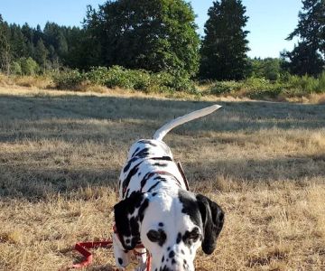 Dr. Brad Evergreen with Evergreen Holistic veterinary