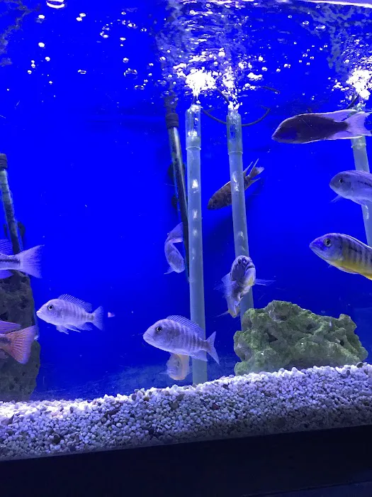 About Fish Inc 12