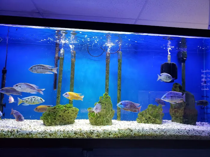 About Fish Inc 12