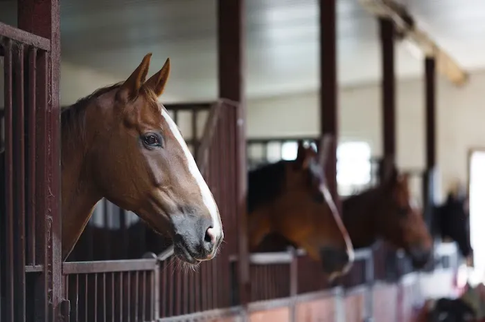Evergreen Equine Veterinary Practice 9