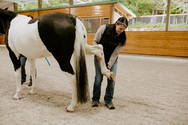 Evergreen Equine Veterinary Practice 8