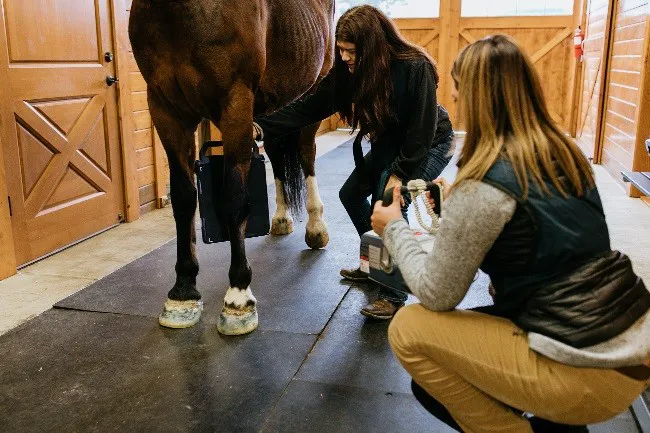 Evergreen Equine Veterinary Practice 10
