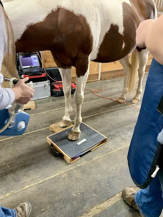 Evergreen Equine Veterinary Practice 1