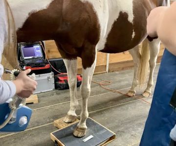 Evergreen Equine Veterinary Practice