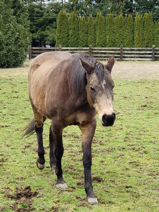 Evergreen Equine Veterinary Practice 4