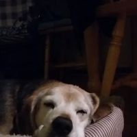 Barking Dog Beer Bones ico