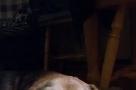 Barking Dog Beer Bones