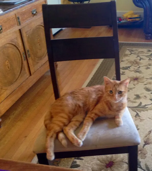 Harmony Animal Wellness Center 7