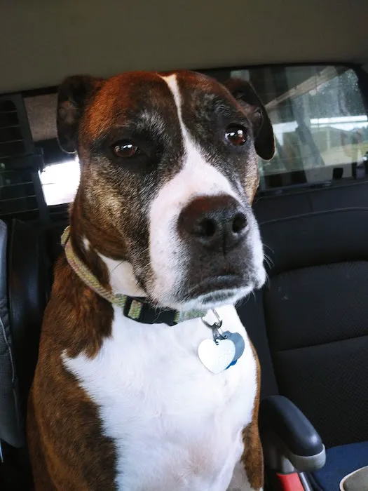 Harmony Animal Wellness Center 2