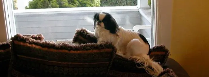 Harmony Animal Wellness Center 3