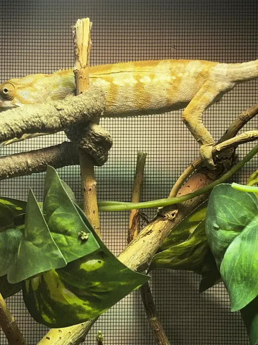 Feeder Frenzy Reptiles 12