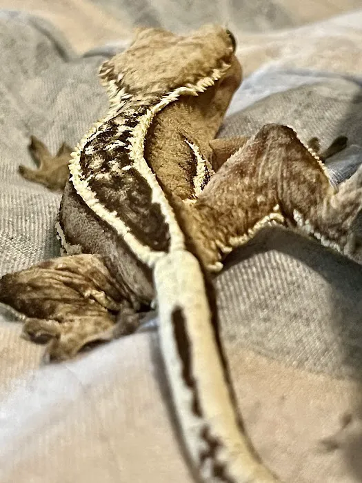 Feeder Frenzy Reptiles 12