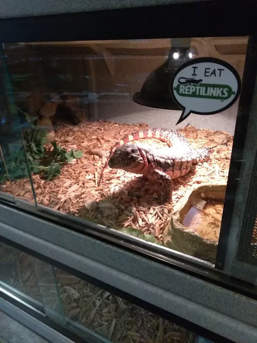 Feeder Frenzy Reptiles 12